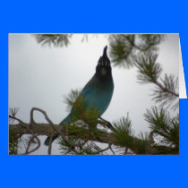 Stellars Jay or Chara Crestada cards