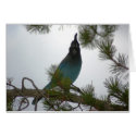 Stellars Jay or Chara Crestada cards