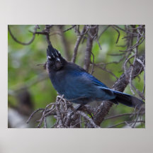 Stellar's Jay Poster