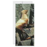 Steller Sea Lion and Pup rack cards