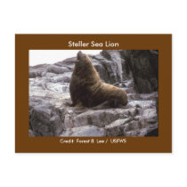 Steller Sea Lion Postcard