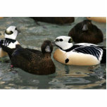 Steller's Eider Males and Females photo sculptures