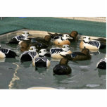 Steller's Eider Males and Females photo sculptures