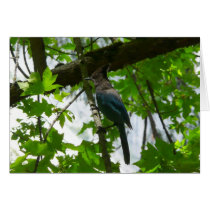 Steller's Jay Card