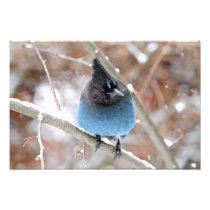 Steller's Jay in Snow Photographic Print
