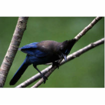 Steller's Jay Acrylic Cut Outs