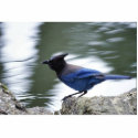 Steller's Jay photo sculptures