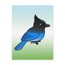 Steller's Jay