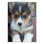Step Corgi Greeting Cards