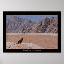 Steppe Eagle, Aquila nipalensis, Steppenadler