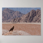 Steppe Eagle, Aquila nipalensis, Steppenadler posters