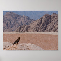 Steppe Eagle, Aquila nipalensis, Steppenadler
