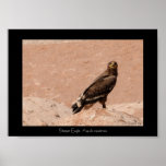 Steppe Eagle, Aquila nipalensis, Steppenadler posters