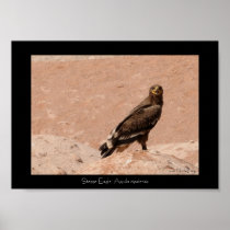 Steppe Eagle, Aquila nipalensis, Steppenadler