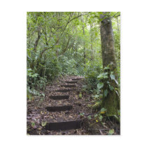 Steps ascending on path. Tropical Cloud Forest Post Card