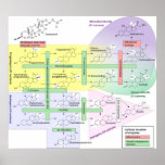 Steroidogenesis Biological Chemical Diagram posters