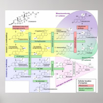 Steroidogenesis Biological Chemical Diagram