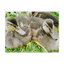stick together post card