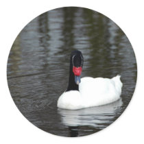 Sticker - Black-necked Swan