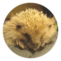 sticker "hedgehog"