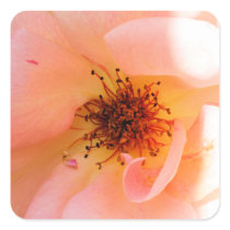 Sticker Peachy Rose