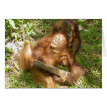 "Sticks and Stones"  Apes Tickle & Play in Borneo cards