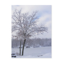 Sticky Snow 24 ~ postcard