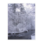 Sticky Snow 28 ~ postcard