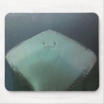 Sting Ray mousepads