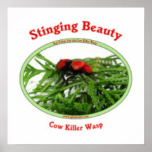 Stinging Beauty Cow Killer Wasp Posters