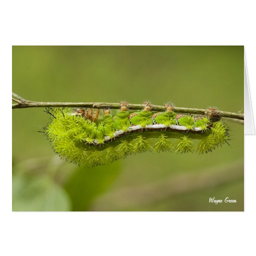 Stinging Caterpillar South Texas Greeting Card Zazzle