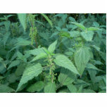 Stinging Nettles Acrylic Cut Outs
