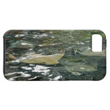 Stingray