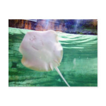 Stingray 'Face', Dubai postcards