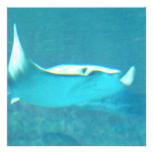 Stingray Invitations