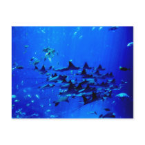 Stingray postcard