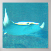 Stingray Poster