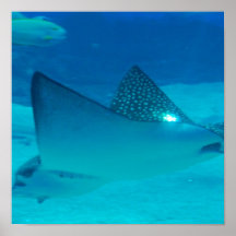 Stingray Underwater Poster