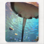 stingray up close mousepads