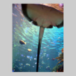 Stingray up close posters
