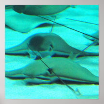 Stingrays on Ocean Floor Poster