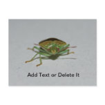 Stink Bug postcard