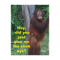Stink Eye Animals Showing Emotions Postcards
