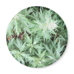 stink weed magnets