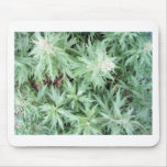 stink weed mousepads