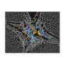 Stippled Star 14 Red and Black Metal Curl Post Cards