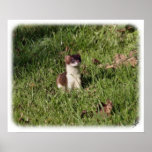 Stoat 9Y253D-215 posters