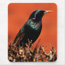 Stoic Bird Mouse Pad
