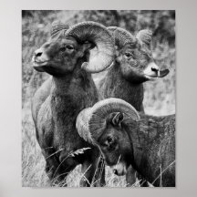 Stoic Horns Print