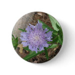 Stokes Aster, Stokesia laevis buttons